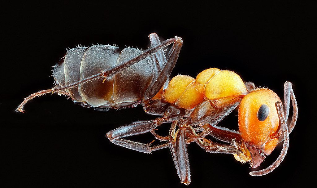 Ant Control service in Elk Grove, CA