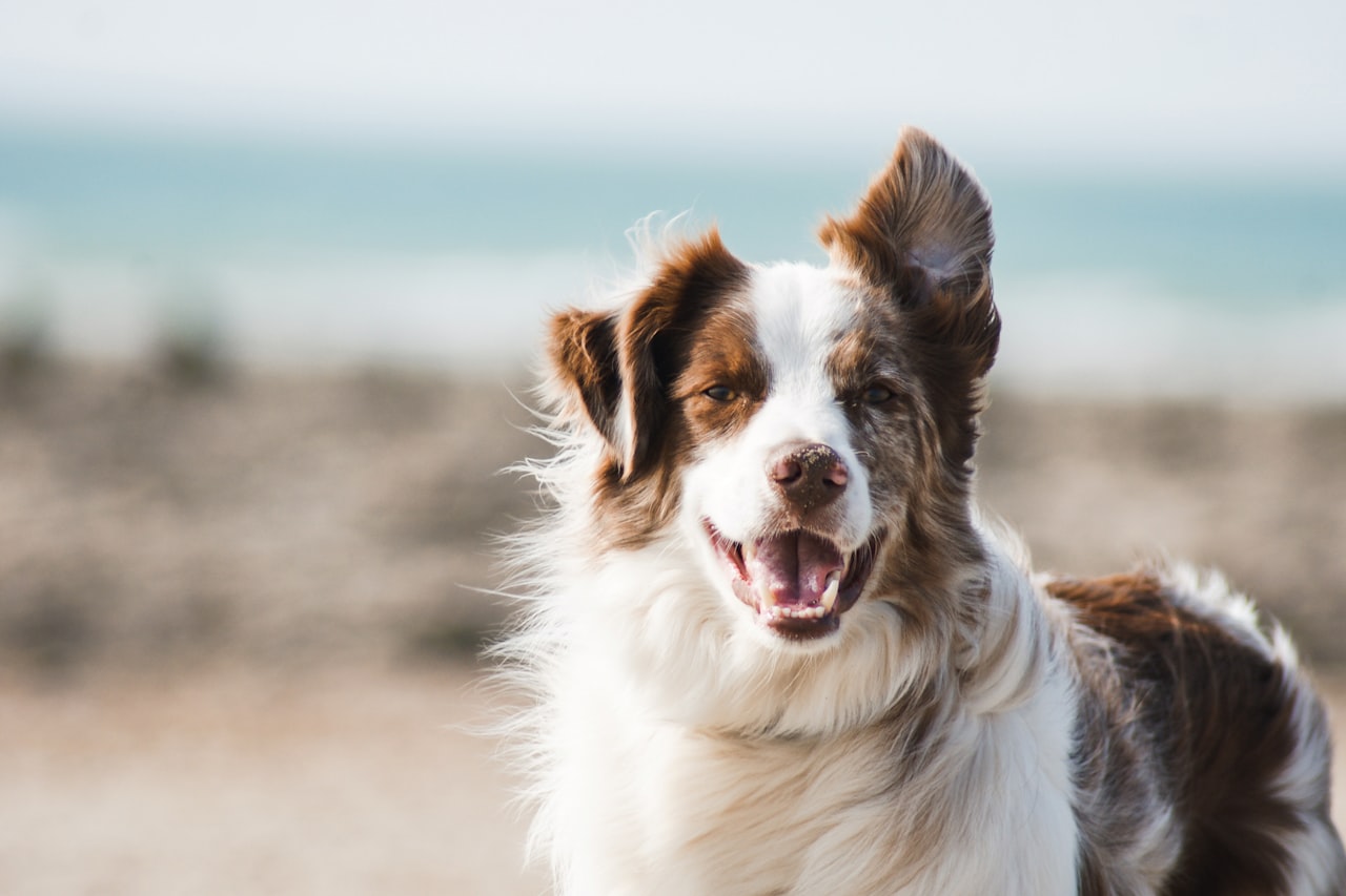 Flea & Tick Control service in Elk Grove, CA