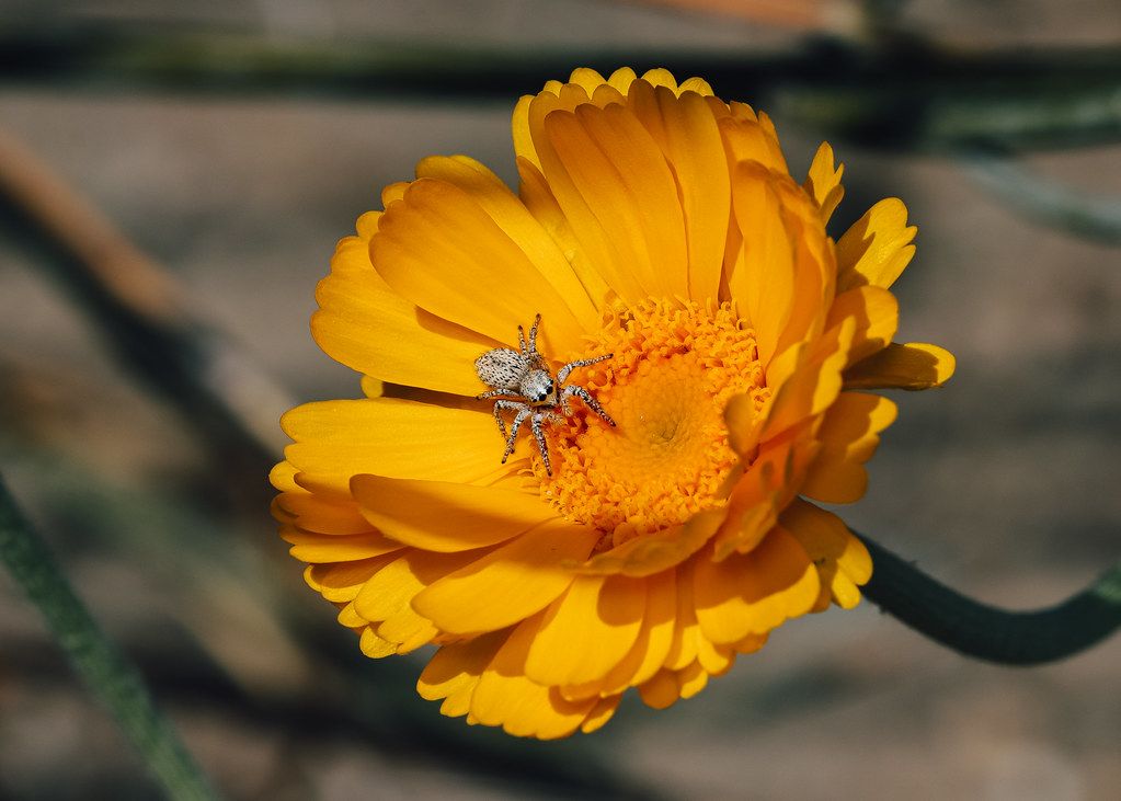 Spider Control service in Elk Grove, CA